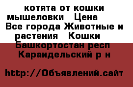 котята от кошки мышеловки › Цена ­ 10 - Все города Животные и растения » Кошки   . Башкортостан респ.,Караидельский р-н